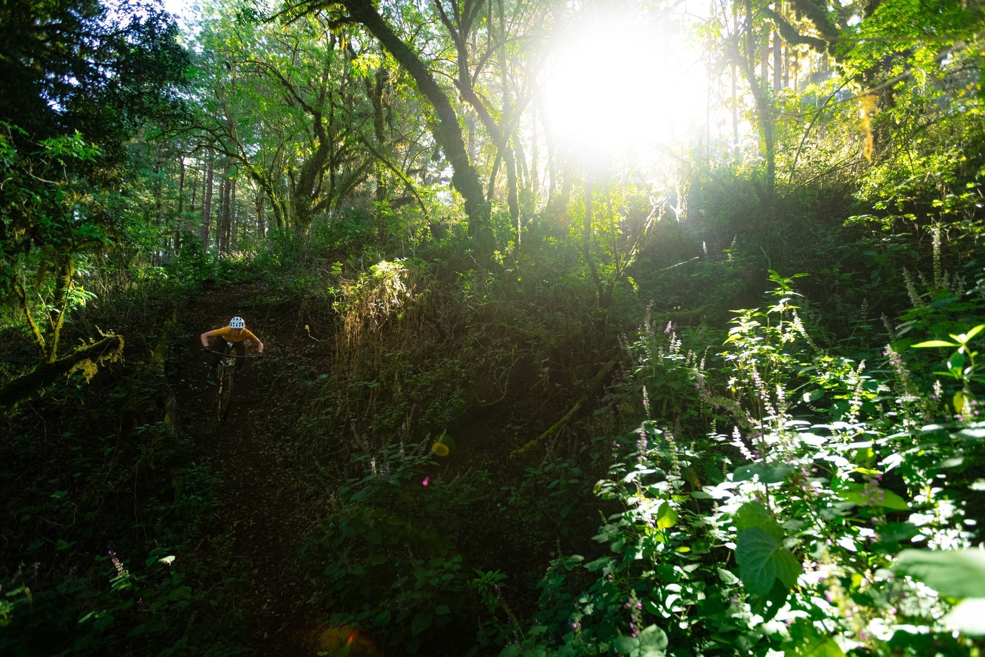 A mountain biker navigating a forest trail with sunlight filtering through the trees