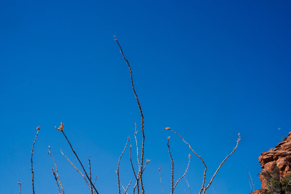 Wild Rye Monthly Muse: July 2020