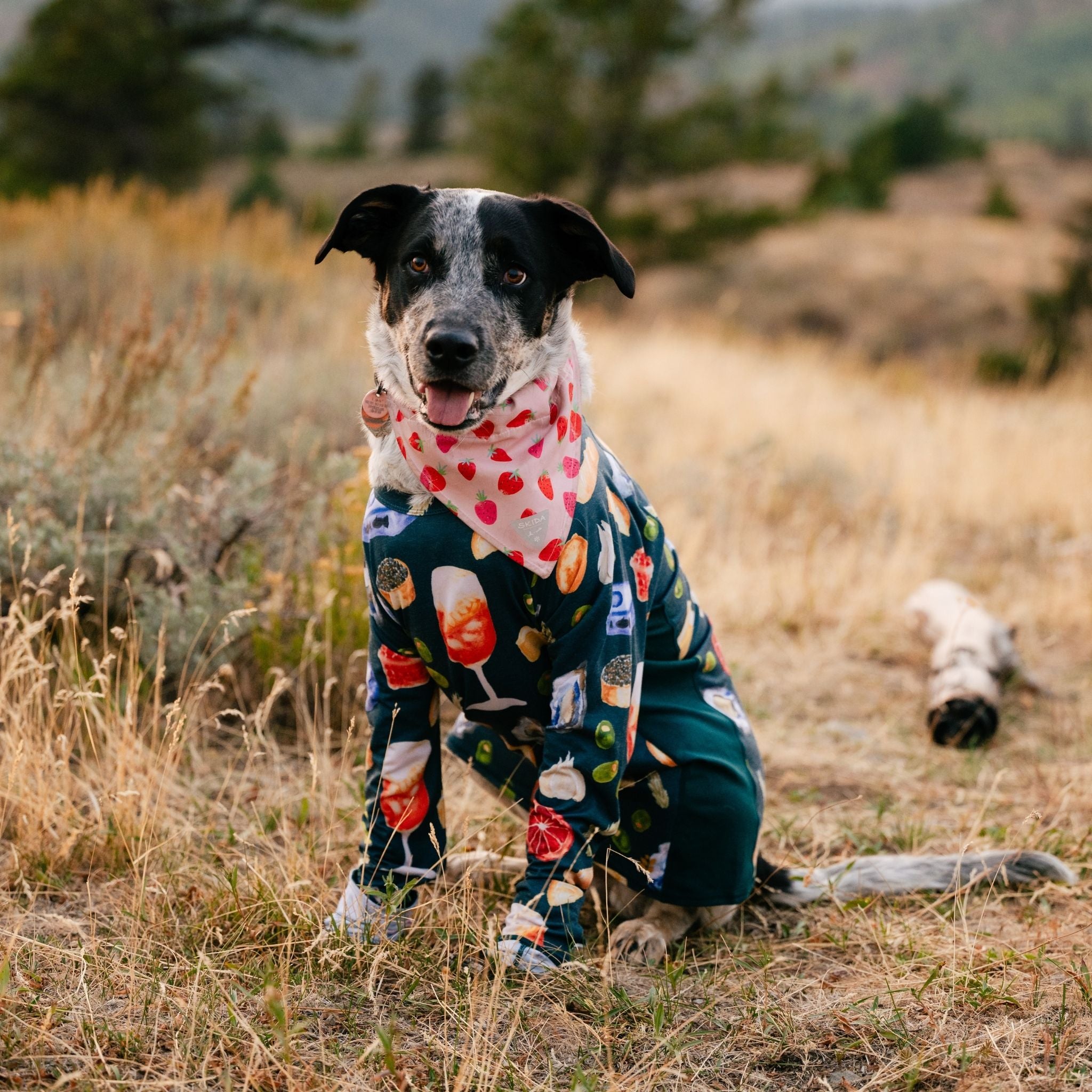 [Spruce Spuntini] Dog wearing a wild rye baselayer outfit outfit in a natural setting